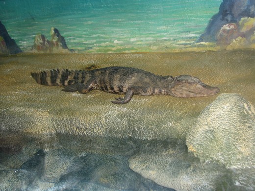 Самый большой в Европе крокодиляриум открылся в Ялте