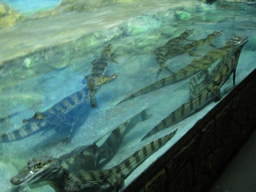 Самый большой в Европе крокодиляриум открылся в Ялте