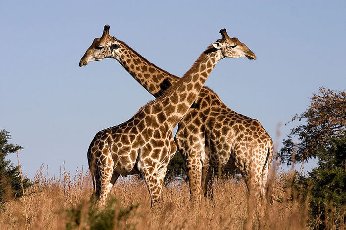 Самые высокие животные 
