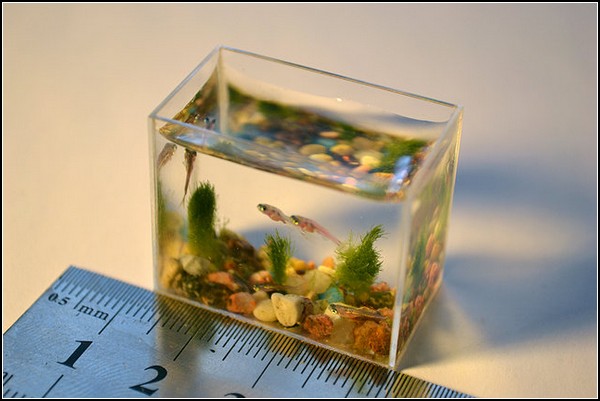 Самый маленький аквариум