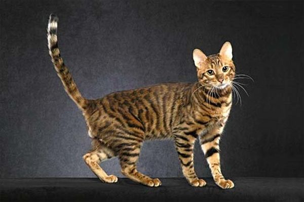 Редкие породы кошек: азиатская табби и тойгер
