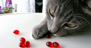 Как правильно применять витамины для кошки