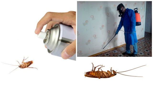 Как эффективно травить тараканов?