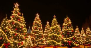 Живые ёлки на Новый год: как выбрать, сохранить и достойно утилизировать